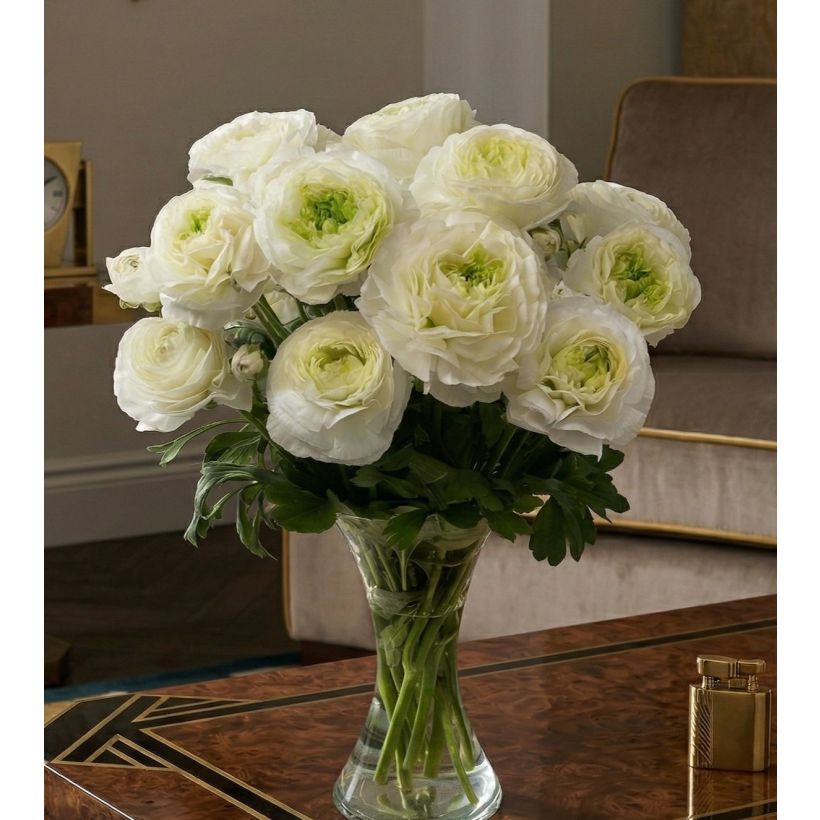 Ranunkel Romance Montenvers – Ranunculus asiaticus (Wuchs)