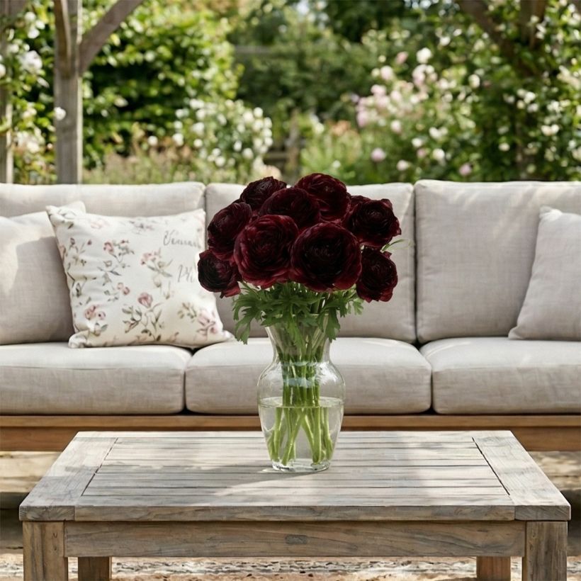 Ranunkel Romance Perigord – Ranunculus asiaticus (Wuchs)