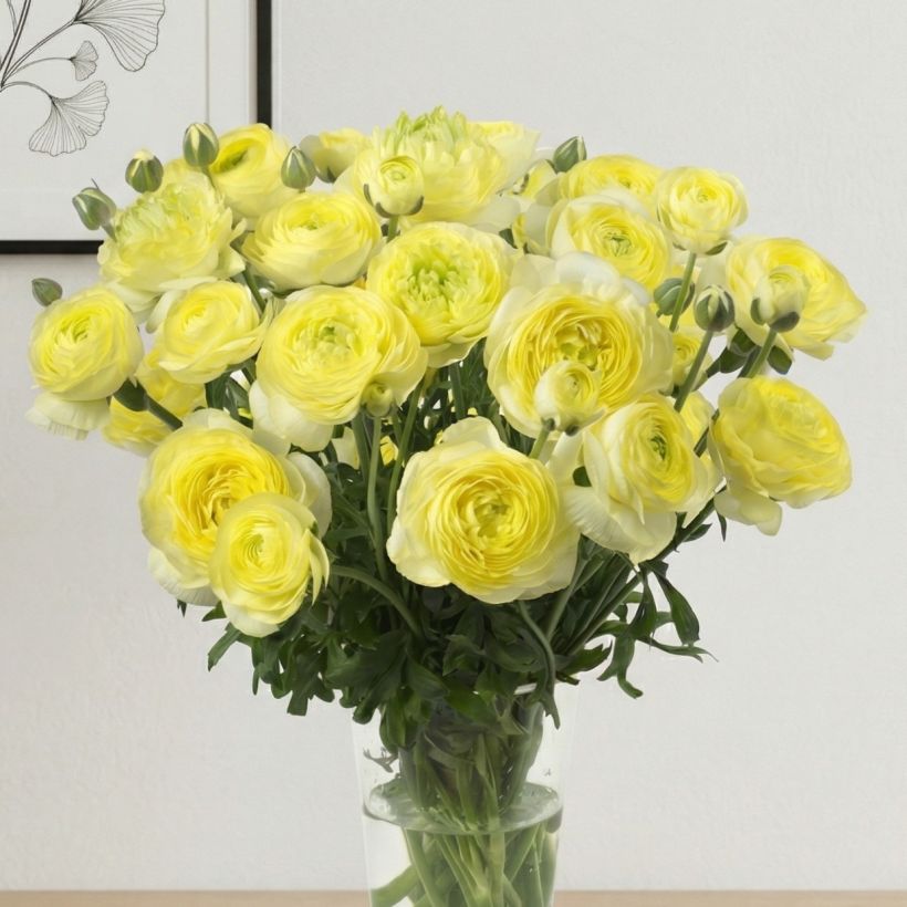 Ranunkel Romance Quimper – Ranunculus asiaticus (Wuchs)