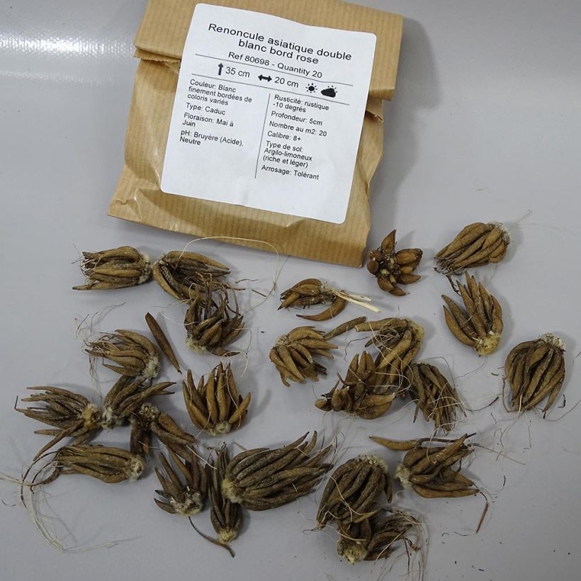 Example of Ranunkel White Pink Bicolor - Ranunculus Zwiebel size 6+ as you get