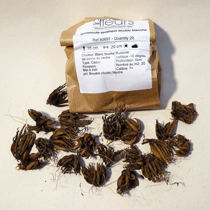 Example of Ranunkel White - Ranunculus Zwiebel size 8+ as you get