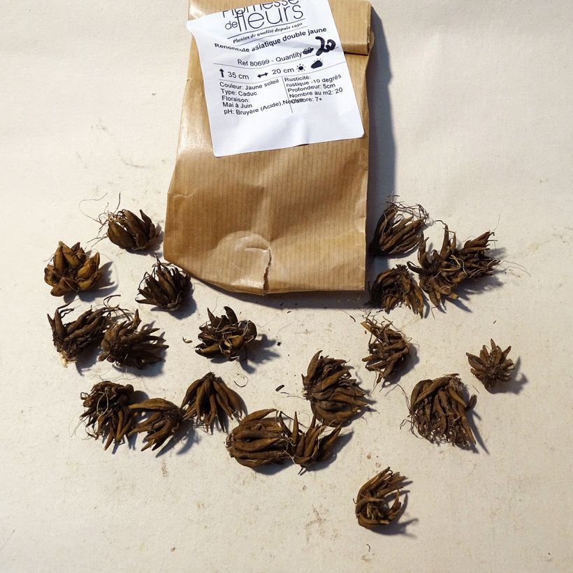 Example of Ranunkel Yellow - Ranunculus Zwiebel size 8+ as you get