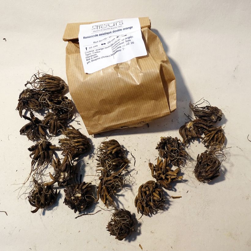 Example of Ranunkel Orange - Ranunculus Zwiebel size 8+ as you get
