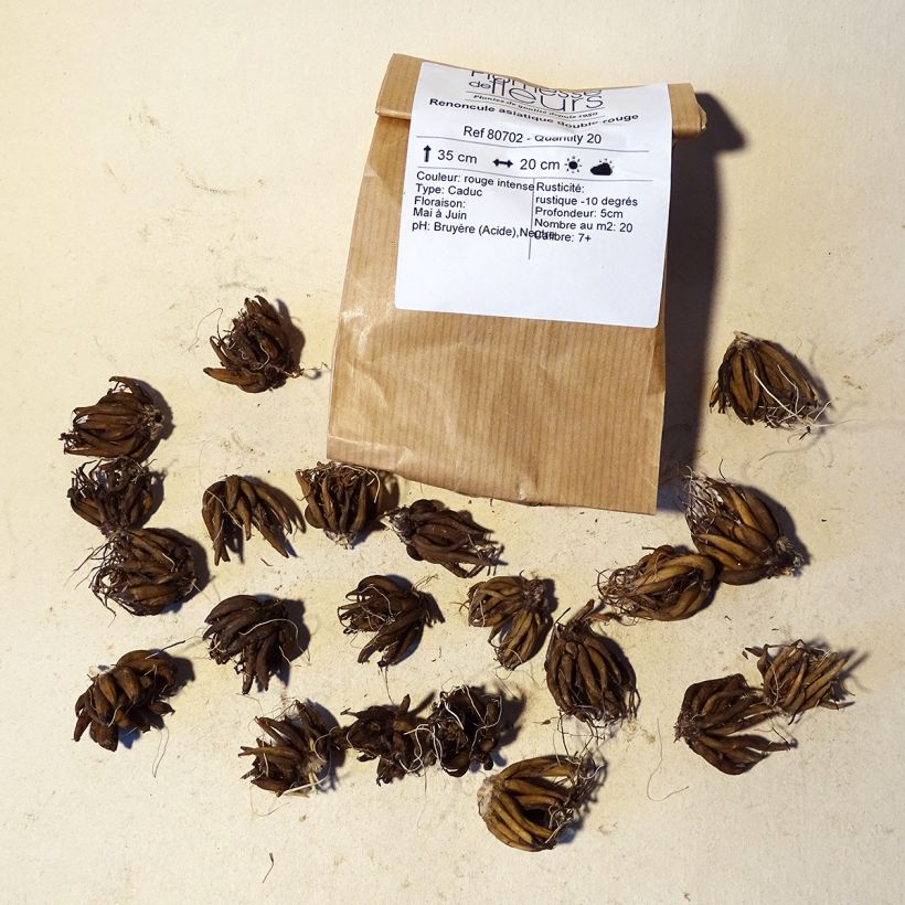 Example of Ranunkel Red - Ranunculus Zwiebel size 8+ as you get
