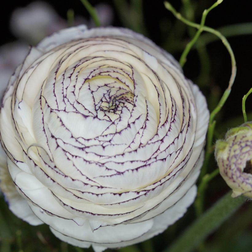Ranunkel White Pink Bicolor - Ranunculus (Flowering)