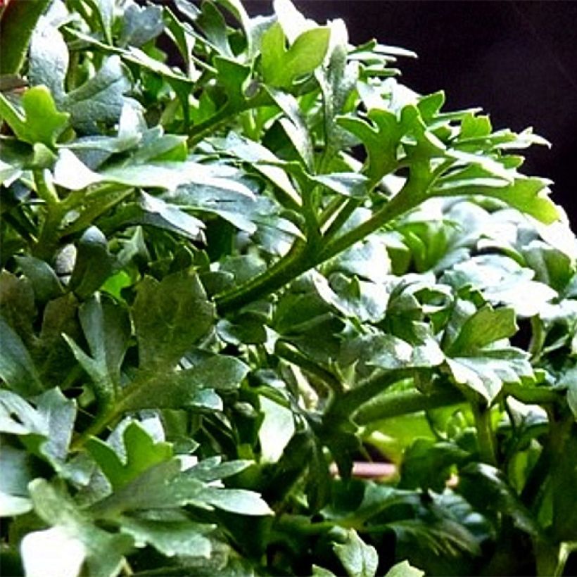 Ranunkel White - Ranunculus (Foliage)