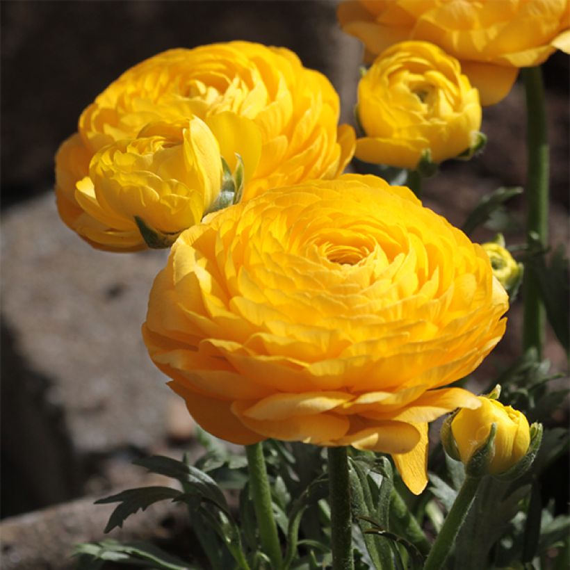 Ranunkel Yellow - Ranunculus (Flowering)