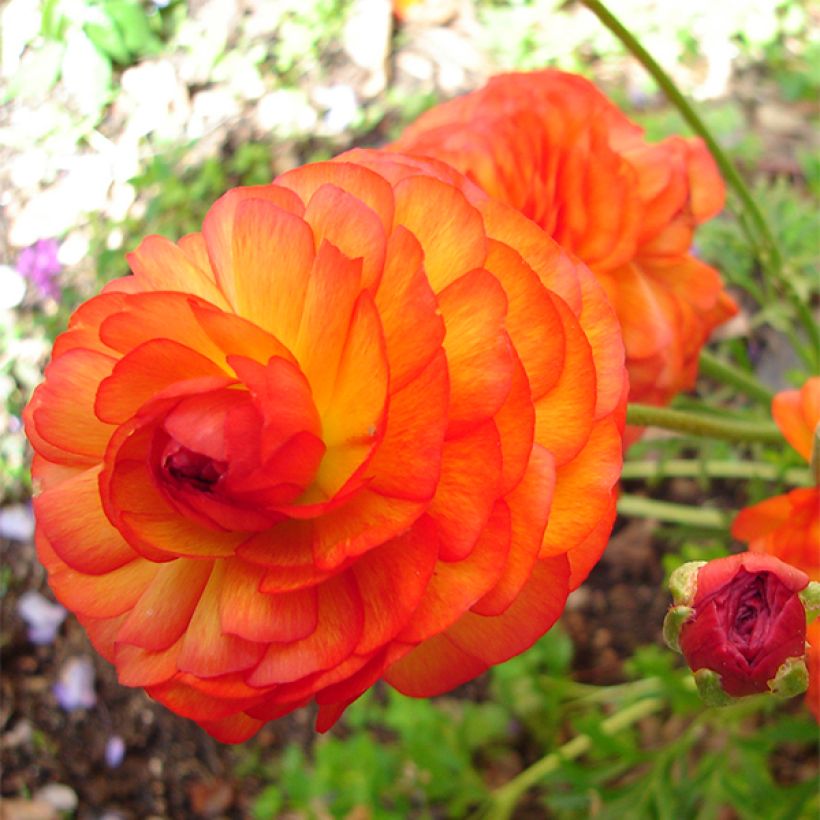 Ranunkel Orange - Ranunculus (Flowering)
