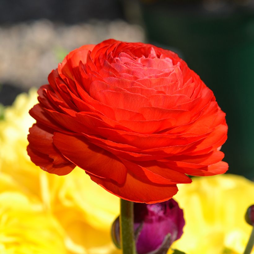 Ranunkel Red - Ranunculus (Flowering)