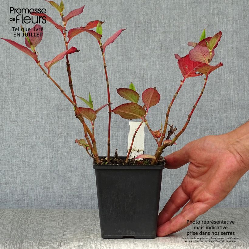 Example of Knöterich Indian Summer - Persicaria Kleine Töpfe von 8/9 cm as you get in ete