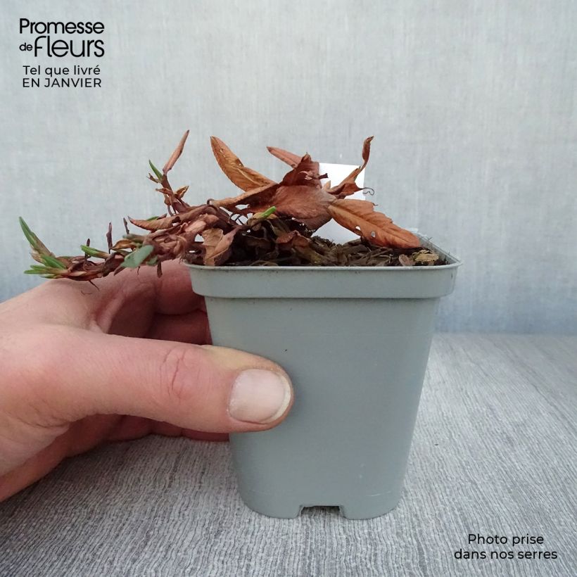 Exemplar von Schneckenknöterich Darjeeling Red - Persicaria affinis Kleine Töpfe von 8/9 cm wie im Winter geliefert