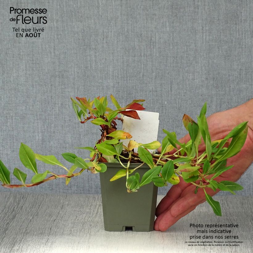 Exemplar von Schneckenknöterich Donald Lowndes - Persicaria affinis Kleine Töpfe von 8/9 cm wie im Sommer geliefert