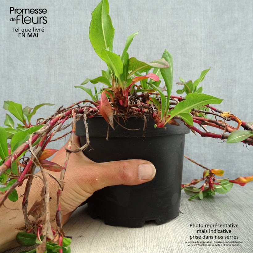 Exemplar von Schneckenknöterich Donald Lowndes - Persicaria affinis Topf mit 2L/3L wie im Frühjahr geliefert