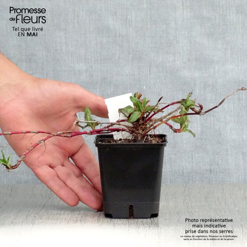 Exemplar von Schneckenknöterich Kabouter - Persicaria affinis Kleine Töpfe von 8/9 cm wie im Frühjahr geliefert