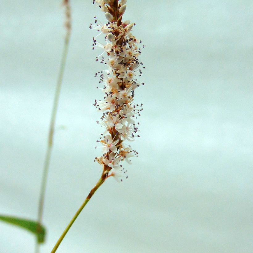 Kerzenknöterich Alba - Bistorta amplexicaulis (Flowering)