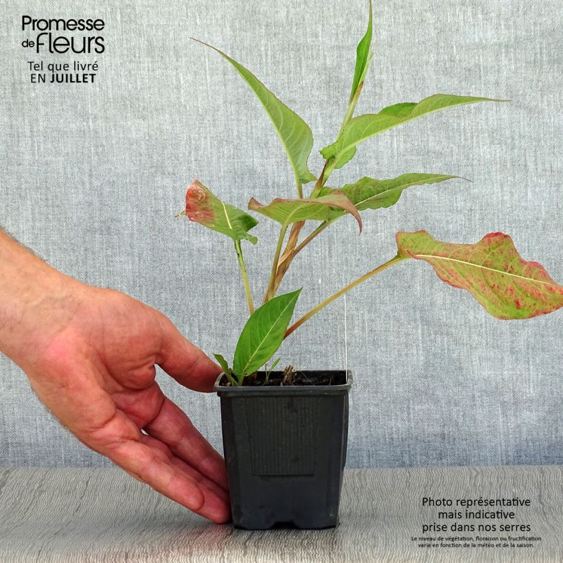 Exemplar von Kerzenknöterich Alba - Bistorta amplexicaulis Kleine Töpfe von 8/9 cm wie im Sommer geliefert