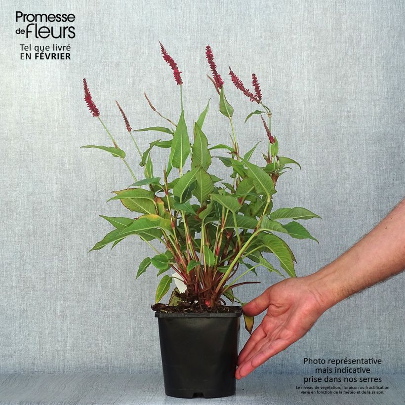Example of Kerzenknöterich Blackfield - Bistorta amplexicaulis Topf mit 2L/3L as you get in automne