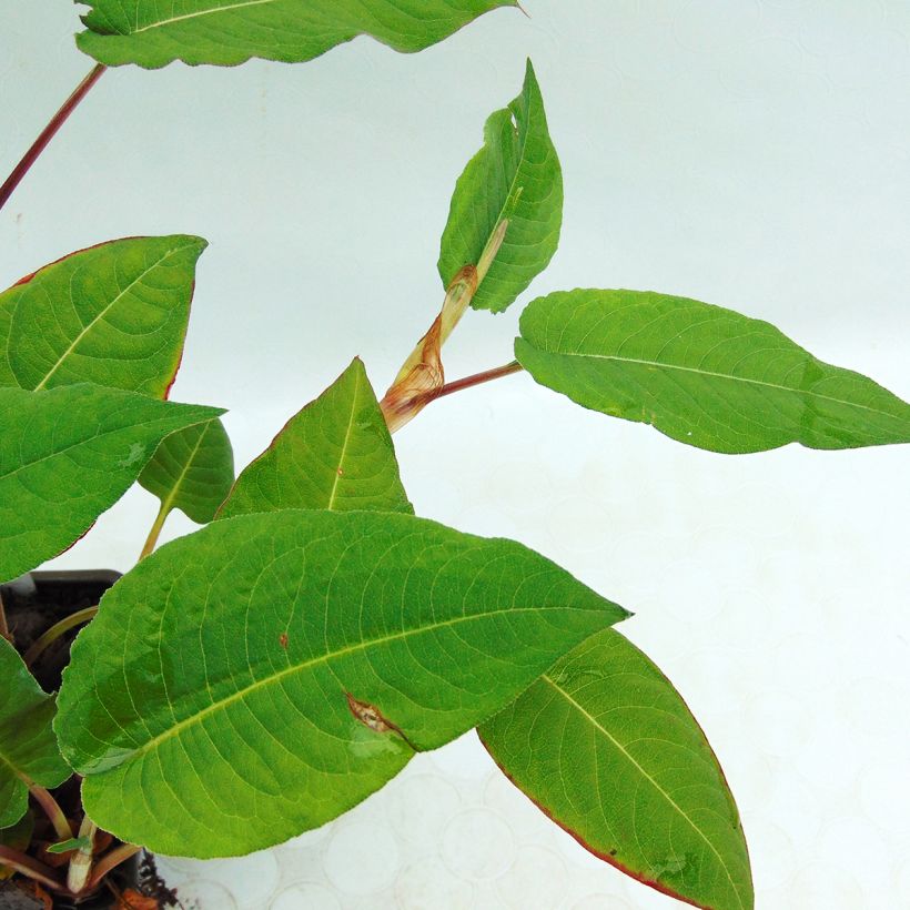 Kerzenknöterich Fat Domino - Bistorta amplexicaulis (Foliage)