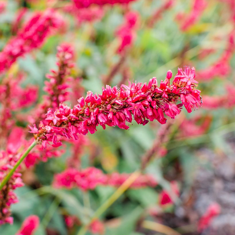 Kerzenknöterich Fat Domino - Bistorta amplexicaulis (Flowering)