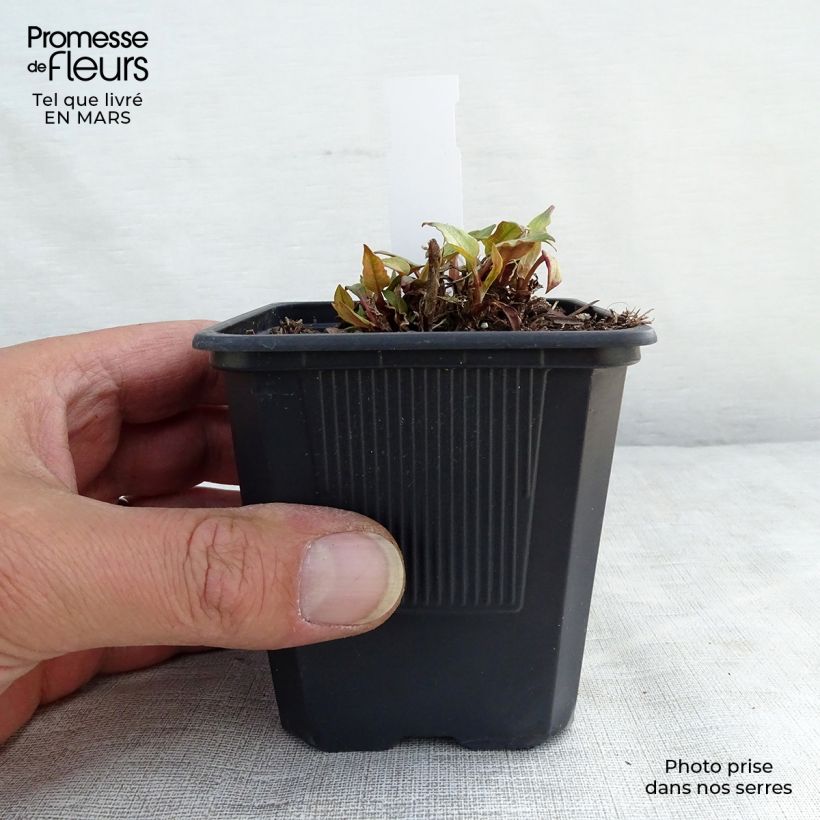 Exemplar von Kerzenknöterich Golden Arrow - Bistorta amplexicaulis Kleine Töpfe von 8/9 cm wie im Winter geliefert