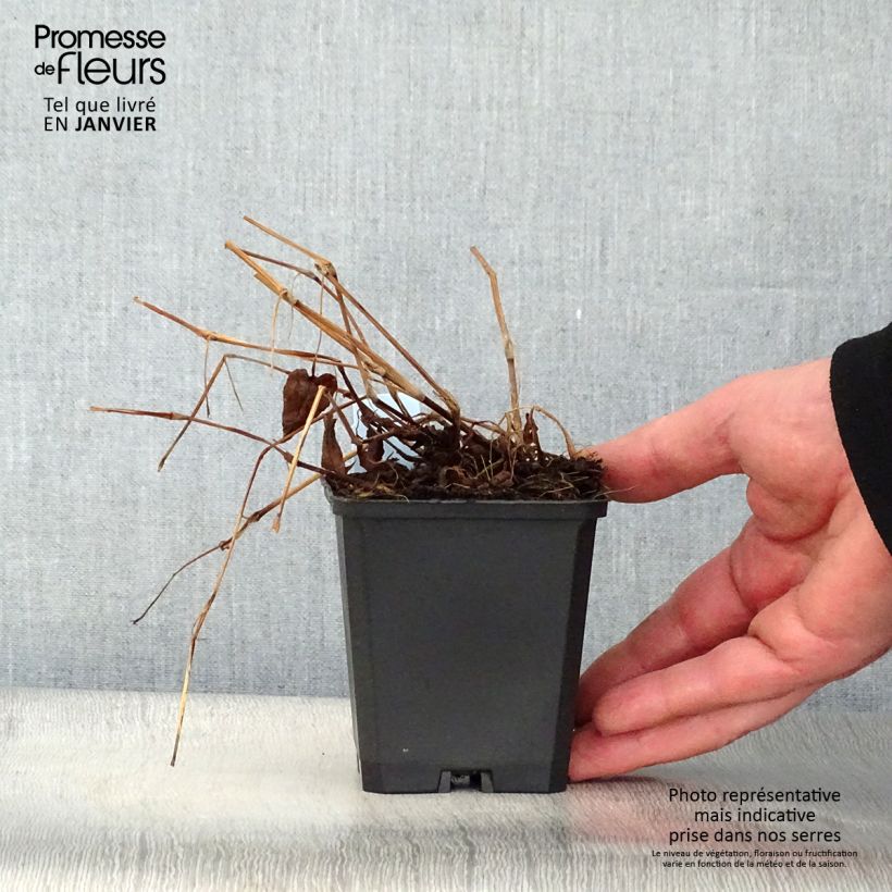 Exemplar von Kerzenknöterich Inverleith - Bistorta amplexicaulis Kleine Töpfe von 8/9 cm wie im Winter geliefert