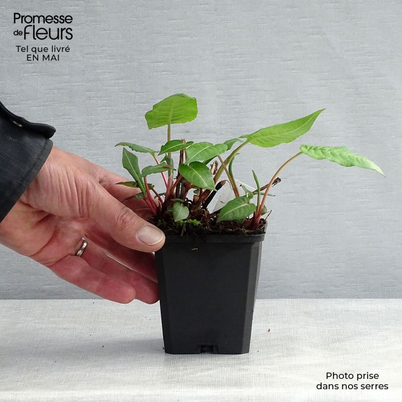 Exemplar von Kerzenknöterich JS Caliente - Bistorta amplexicaulis Kleine Töpfe von 8/9 cm wie im Frühjahr geliefert