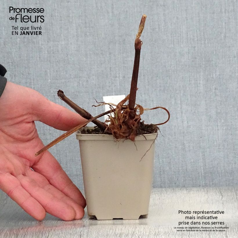 Exemplar von Kerzenknöterich Jo and Guido's Form - Bistorta amplexicaulis Kleine Töpfe von 8/9 cm wie im Winter geliefert