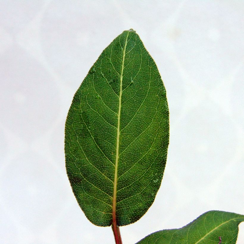 Kerzenknöterich Orange Field - Bistorta amplexicaulis (Foliage)