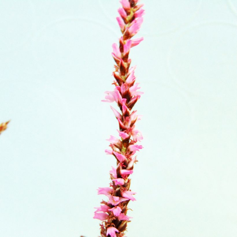 Kerzenknöterich Pink Elephant - Bistorta amplexicaulis (Flowering)