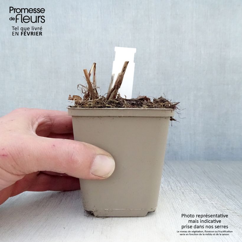 Exemplar von Kerzenknöterich Pink Elephant - Bistorta amplexicaulis Kleine Töpfe von 8/9 cm wie im Winter geliefert