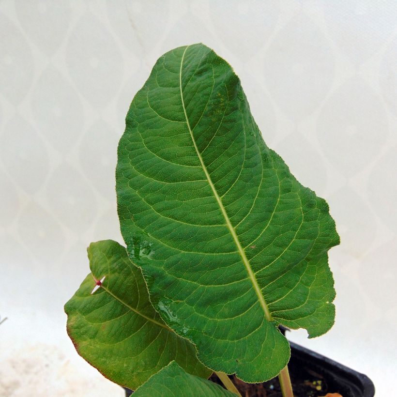 Kerzenknöterich Rosea - Bistorta amplexicaulis (Foliage)