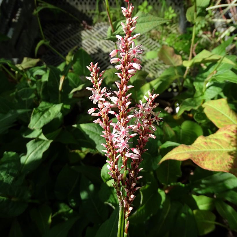 Kerzenknöterich Rosea - Bistorta amplexicaulis (Flowering)