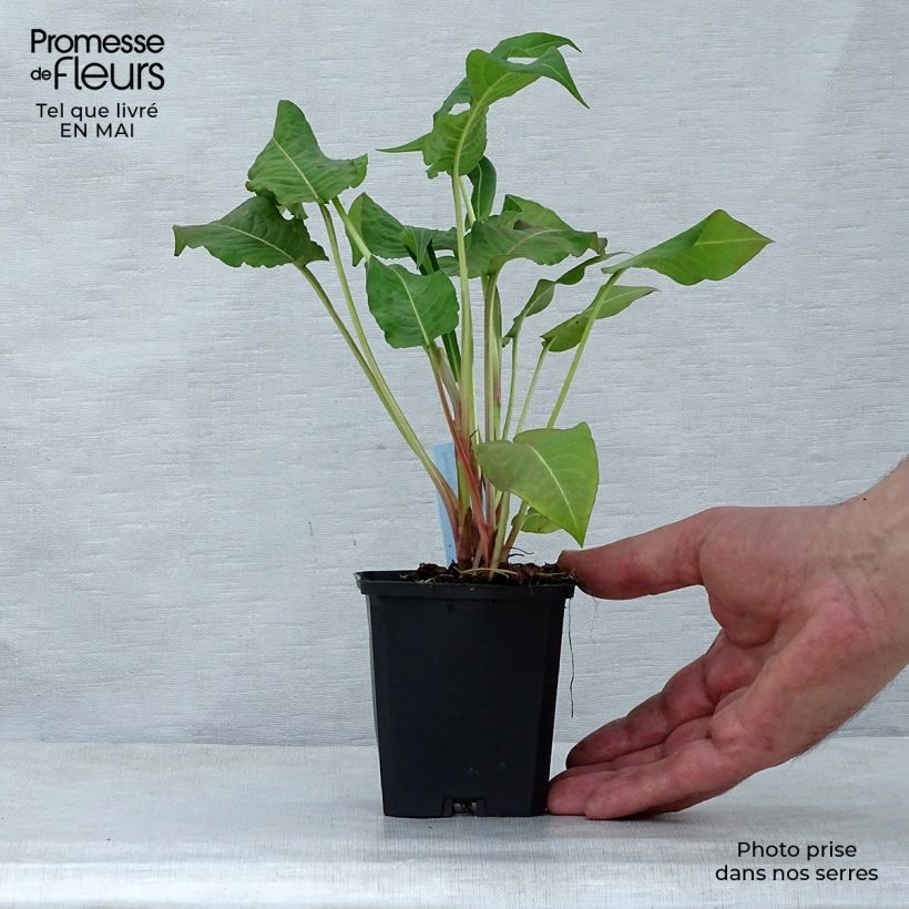 Exemplar von Kerzenknöterich Rosea - Bistorta amplexicaulis Kleine Töpfe von 8/9 cm wie im Frühjahr geliefert