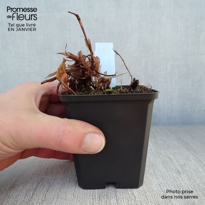 Exemplar von Kerzenknöterich Rosea - Bistorta amplexicaulis Kleine Töpfe von 8/9 cm wie im Winter geliefert