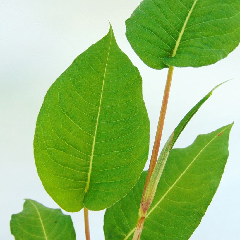 Kerzenknöterich Taurus - Bistorta amplexicaulis (Foliage)
