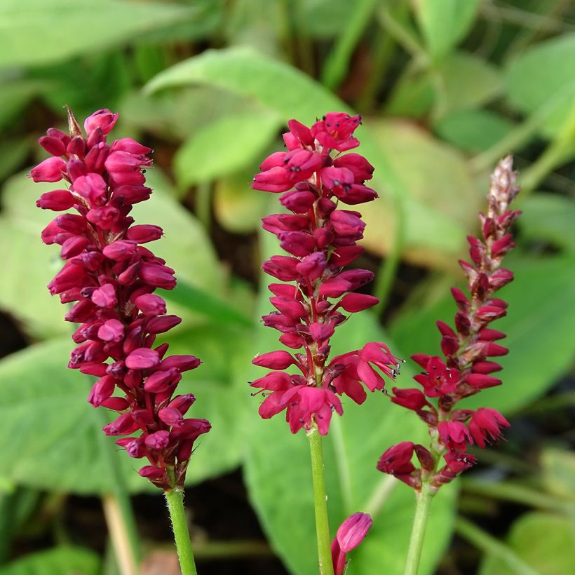 Kerzenknöterich Taurus - Bistorta amplexicaulis (Flowering)