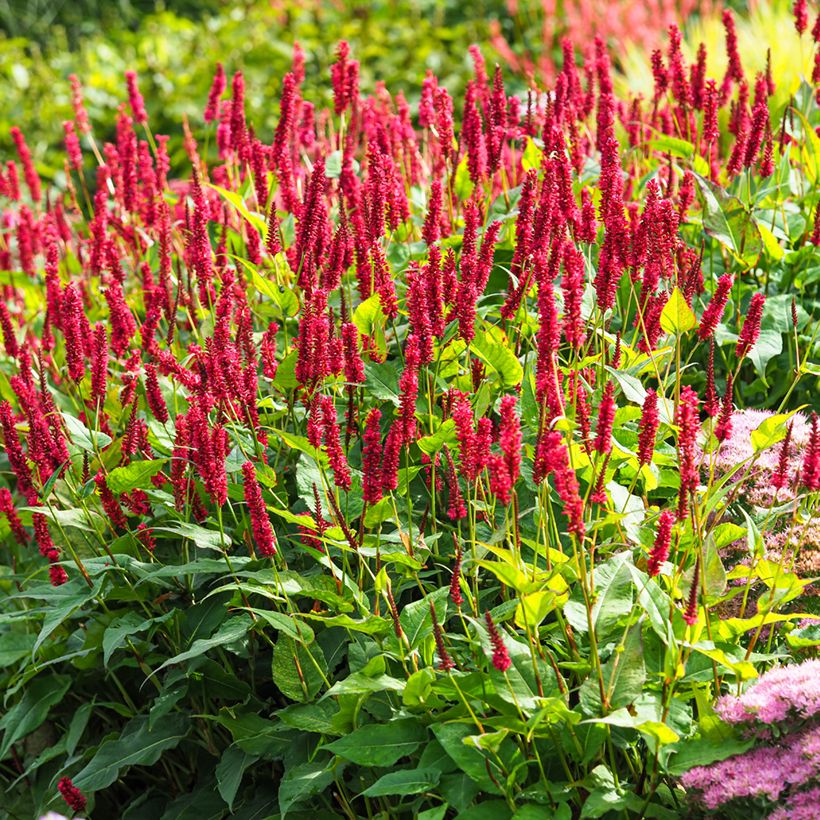 Kerzenknöterich Vesuvius - Bistorta amplexicaulis (Plant habit)