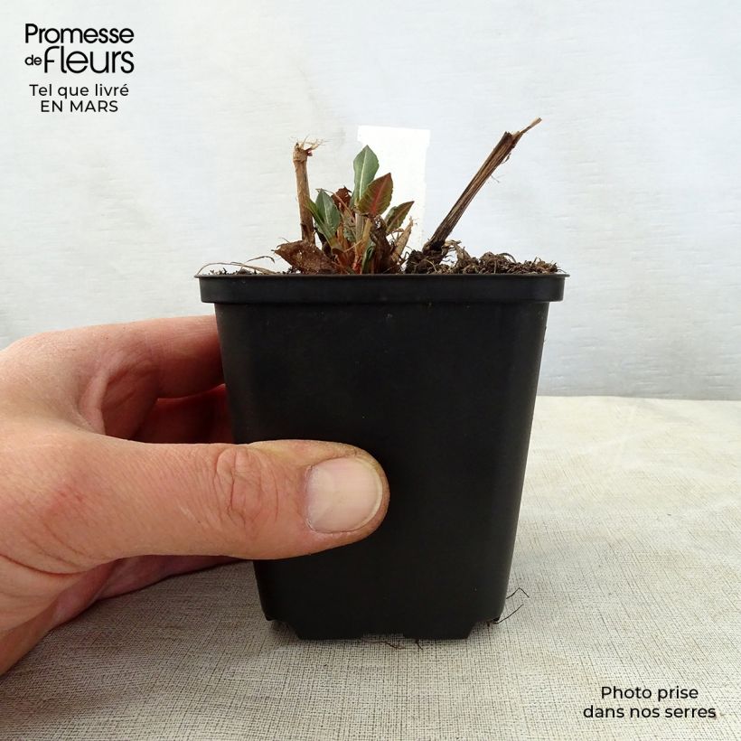 Exemplar von Kerzenknöterich White Eastfield - Bistorta amplexicaulis Kleine Töpfe von 8/9 cm wie im Frühjahr geliefert