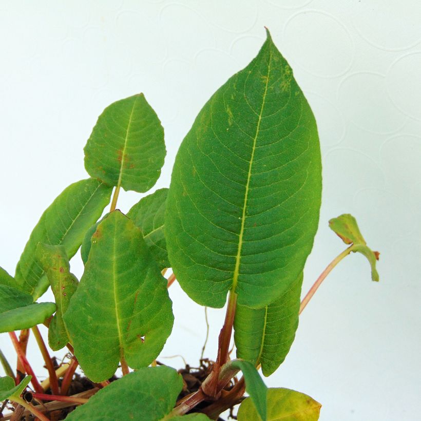 Kerzen-Knöterich - Persicaria amplexicaulis var. pendula (Foliage)