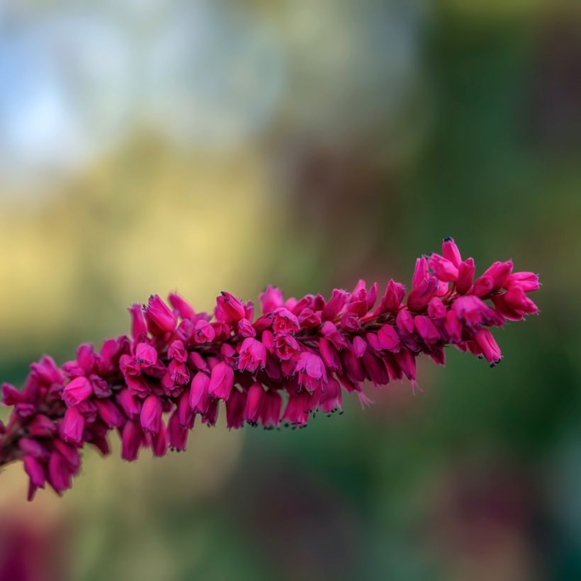 Kerzen-Knöterich - Persicaria amplexicaulis var. pendula (Flowering)