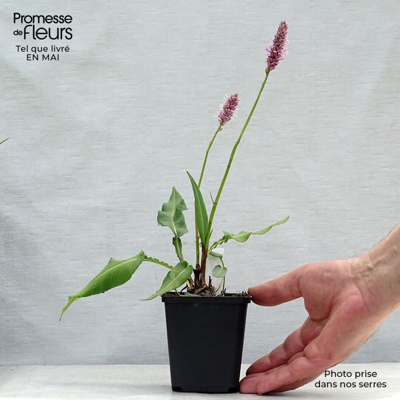 Exemplar von Schlangenwurz Hohe Tatra - Persicaria officinalis Kleine Töpfe von 8/9 cm wie im Frühjahr geliefert
