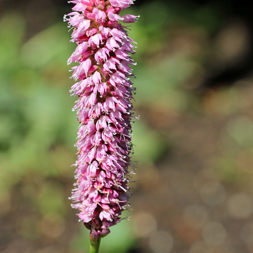 Schlangenwurz Hohe Tatra - Persicaria officinalis (Flowering)