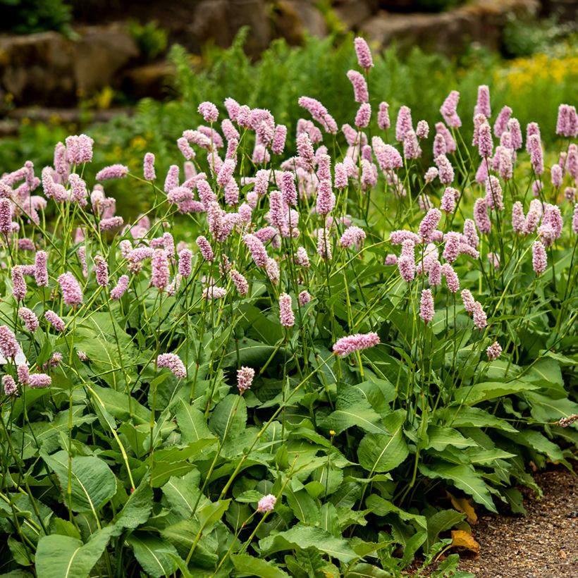 Schlangenwurz Superba - Persicaria officinalis (Plant habit)