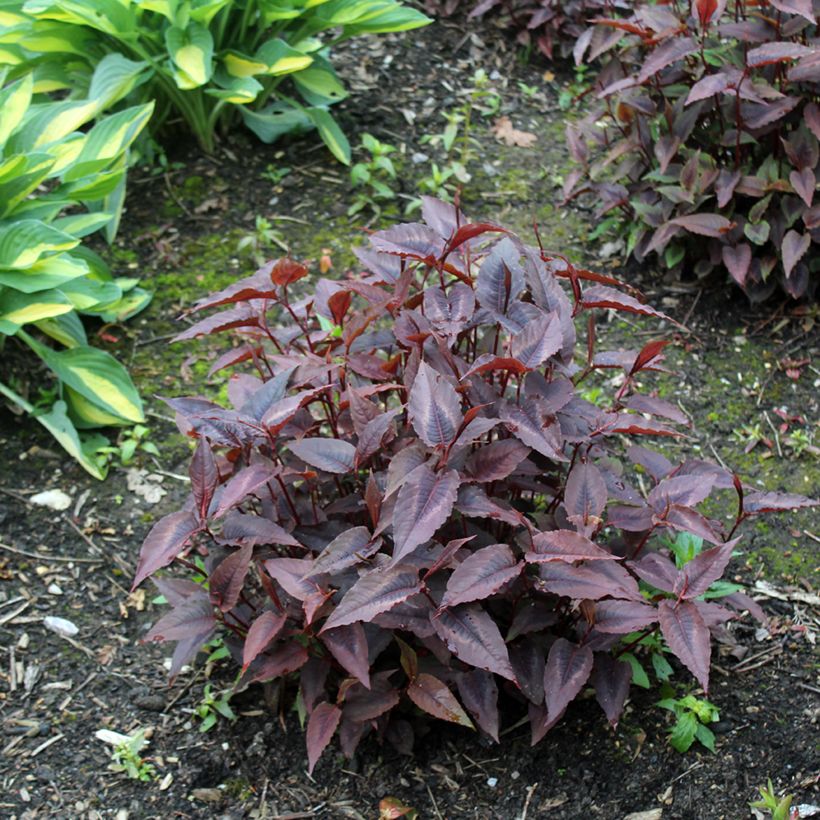 Kleinköpfiger Knöterich Red Dragon - Persicaria microcephala (Plant habit)