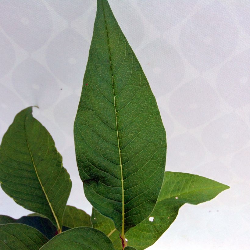 Bergknöterich - Persicaria polymorpha (Foliage)
