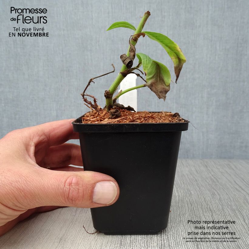 Example of Bergknöterich - Persicaria polymorpha Kleine Töpfe von 8/9 cm as you get in automne