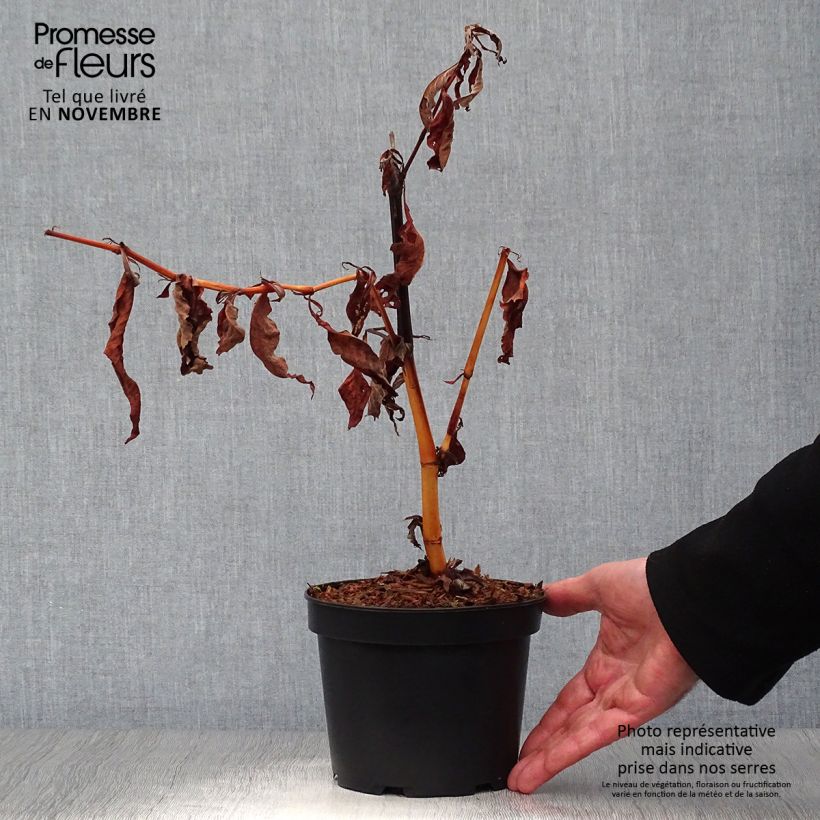 Example of Bergknöterich - Persicaria polymorpha Topf mit 2L/3L as you get in automne