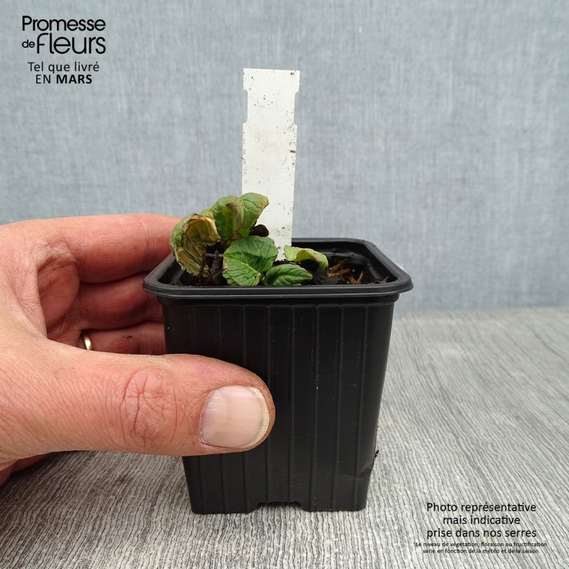 Exemplar von Weyrichs Knöterich - Persicaria weyrichii Kleine Töpfe von 8/9 cm wie im Winter geliefert