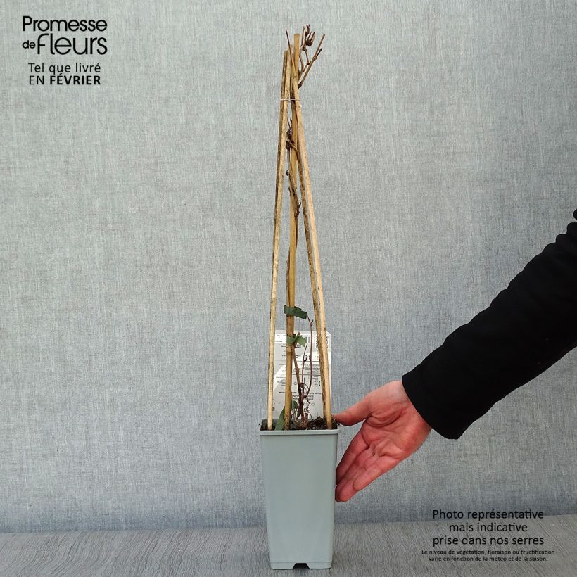 Exemplar von Fallopia aubertii - Schling-Knöterich Topf mit 2L/3L wie im Winter geliefert