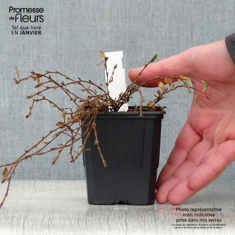 Exemplar von Schlangen-Knöterich - Persicaria vacciniifolia Kleine Töpfe von 8/9 cm wie im Winter geliefert